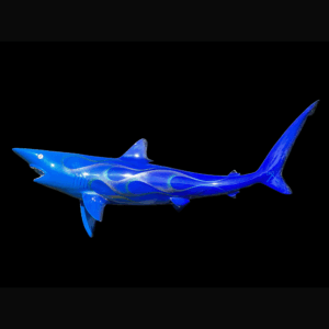 Blacktip Shark Mount