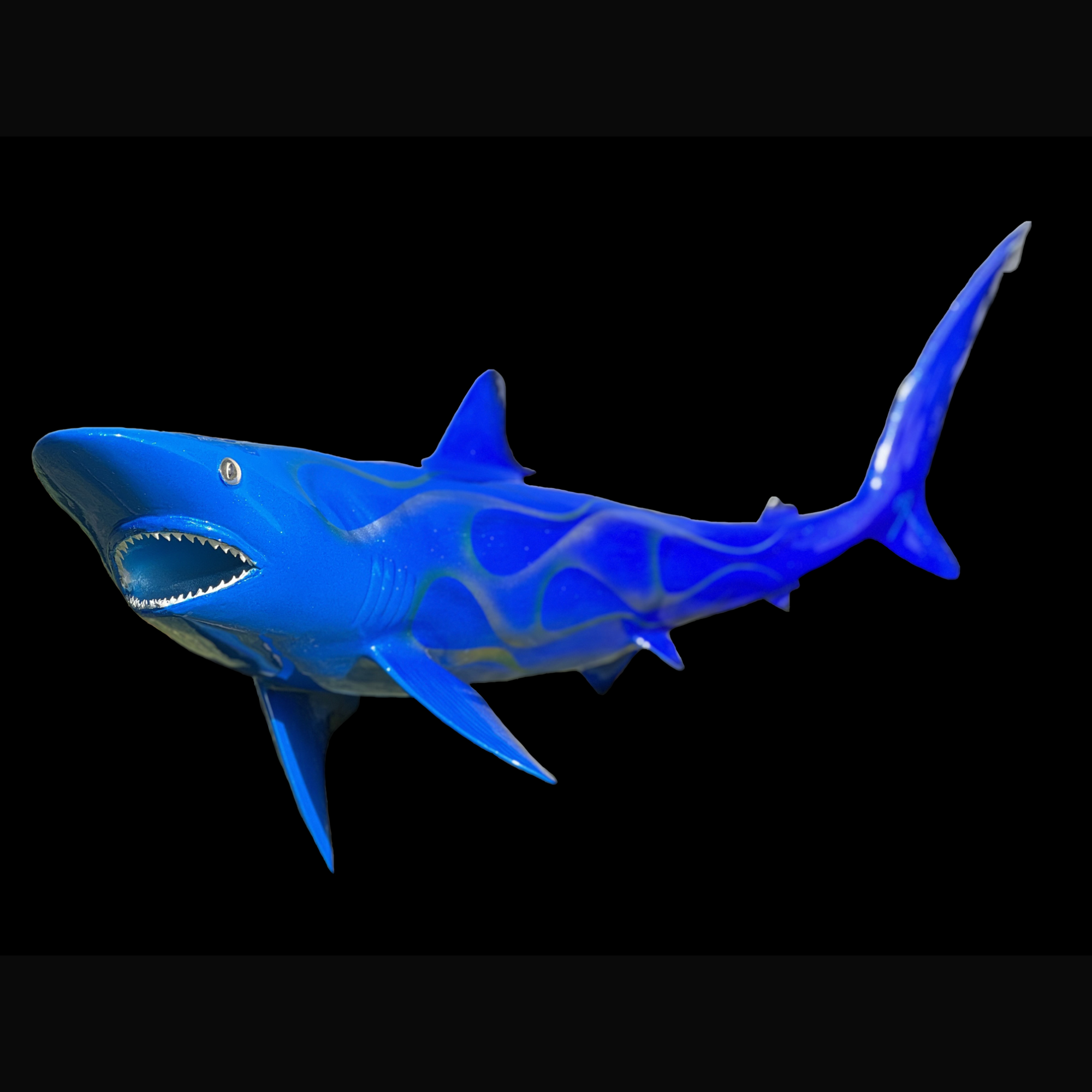 Blacktip Shark Mount