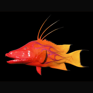 Metal Art Sunrise Hogfish
